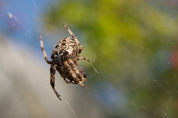 Image showing Spider