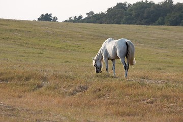 Image showing Horse