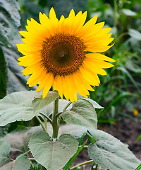 Image showing Sunflower