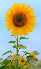 Image showing Beauty sunflower on sky background