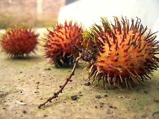 Image showing Rambutan