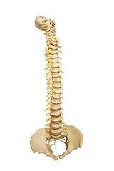 Image showing Spine