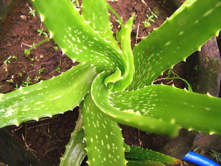 Image showing Aloevera