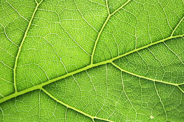 Image showing leaf texture