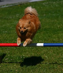 Image showing Dog jumping fence