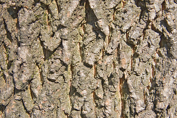 Image showing Pine bark 2