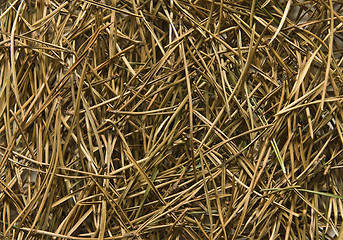 Image showing Pine needles