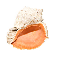 Image showing Seashell