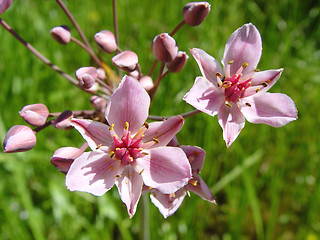 Image showing Flowering rush