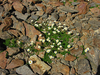 Image showing The Alpine camomiles
