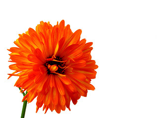 Image showing gerbera