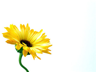 Image showing gerbera