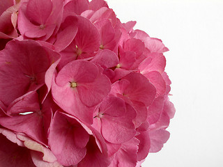 Image showing hydrangea