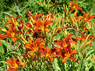 Image showing Orange day lily