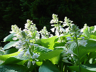 Image showing Plantain lily