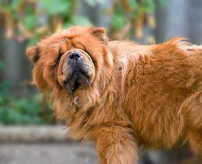 Image showing Chow-chow