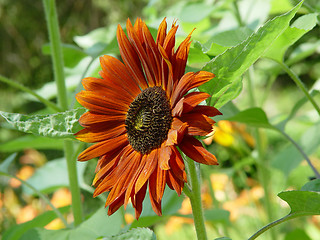 Image showing Sunflower in the bloom