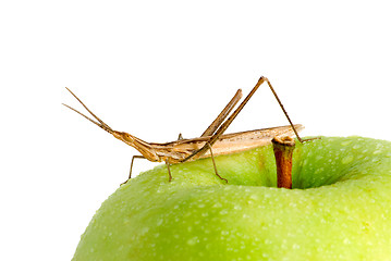 Image showing Grasshopper on an apple