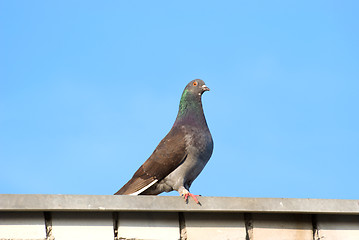 Image showing Pigeon