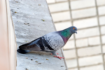 Image showing Pigeon