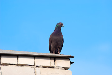 Image showing Pigeon