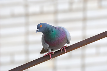 Image showing Pigeon