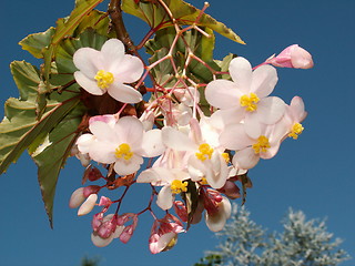 Image showing Beautiful Begonia