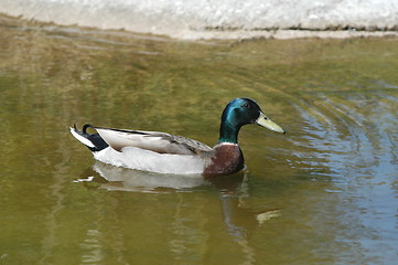 Image showing Bird on Water