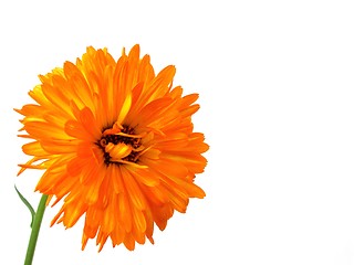 Image showing gerbera