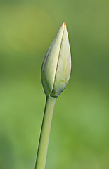 Image showing Bud of a tulip