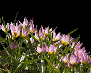 Image showing Crocuses in backlight