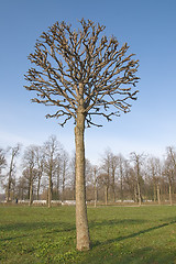 Image showing Bare tree