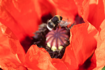 Image showing bumble bee