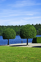 Image showing Trees