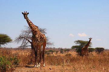 Image showing Two giraffes in savanna