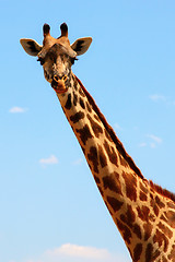 Image showing Giraffe head on sky background