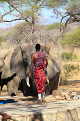 Image showing Masai guard towards wild elephant