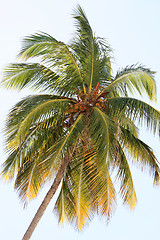 Image showing coconut palm on sky background