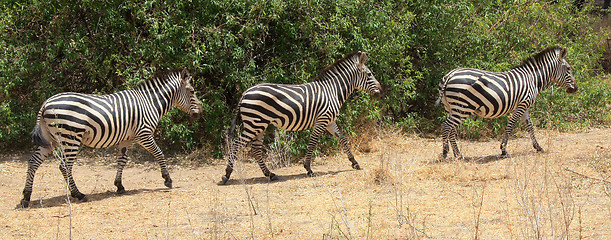 Image showing three zebras walking