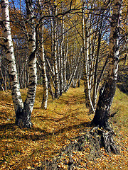 Image showing Birch alley in the autumn