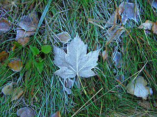 Image showing The first frost