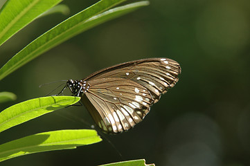 Image showing butterfly