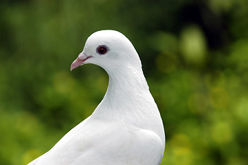 Image showing pigeon