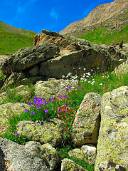 Image showing Mountain flowers
