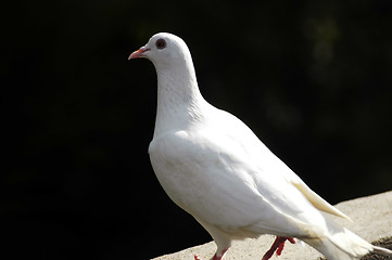 Image showing pigeon