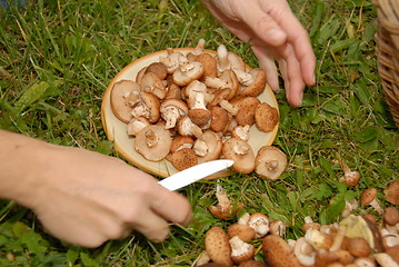 Image showing Mushrooms on the plate