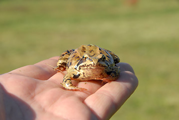 Image showing toad