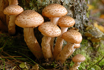 Image showing mushrooms in forest