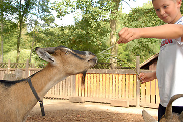 Image showing A brown goat