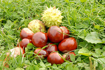 Image showing Chestnuts in grass